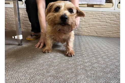 販売中のノーフォークテリアの親犬